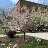 A blossoming tree with white and pink flowers grows in front of a red brick building.