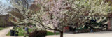 A blossoming tree with white and pink flowers grows in front of a red brick building.