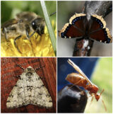 Clockwise (from top left): Unequal Cellophane Bee (Colletes inaequalis); Mourning Cloak Butterfly (Nymphalis antiopa); American Winter Ant (Prenolepis imparis); Small Phigalia Moth (Phigalia strigataria)