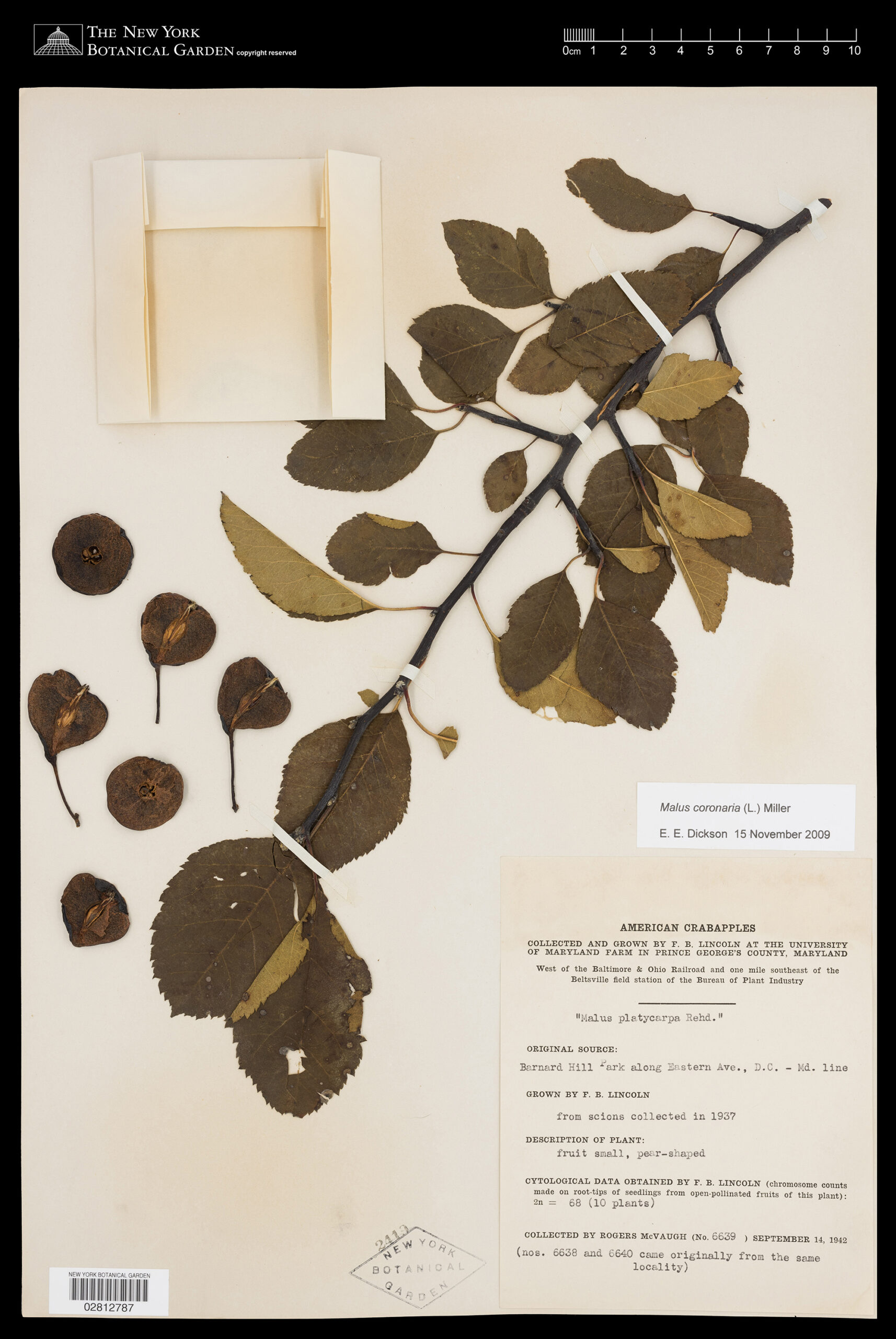 An image of a dried specimen of a crabapple branch, with leaves still intact and petals laid out on the side.