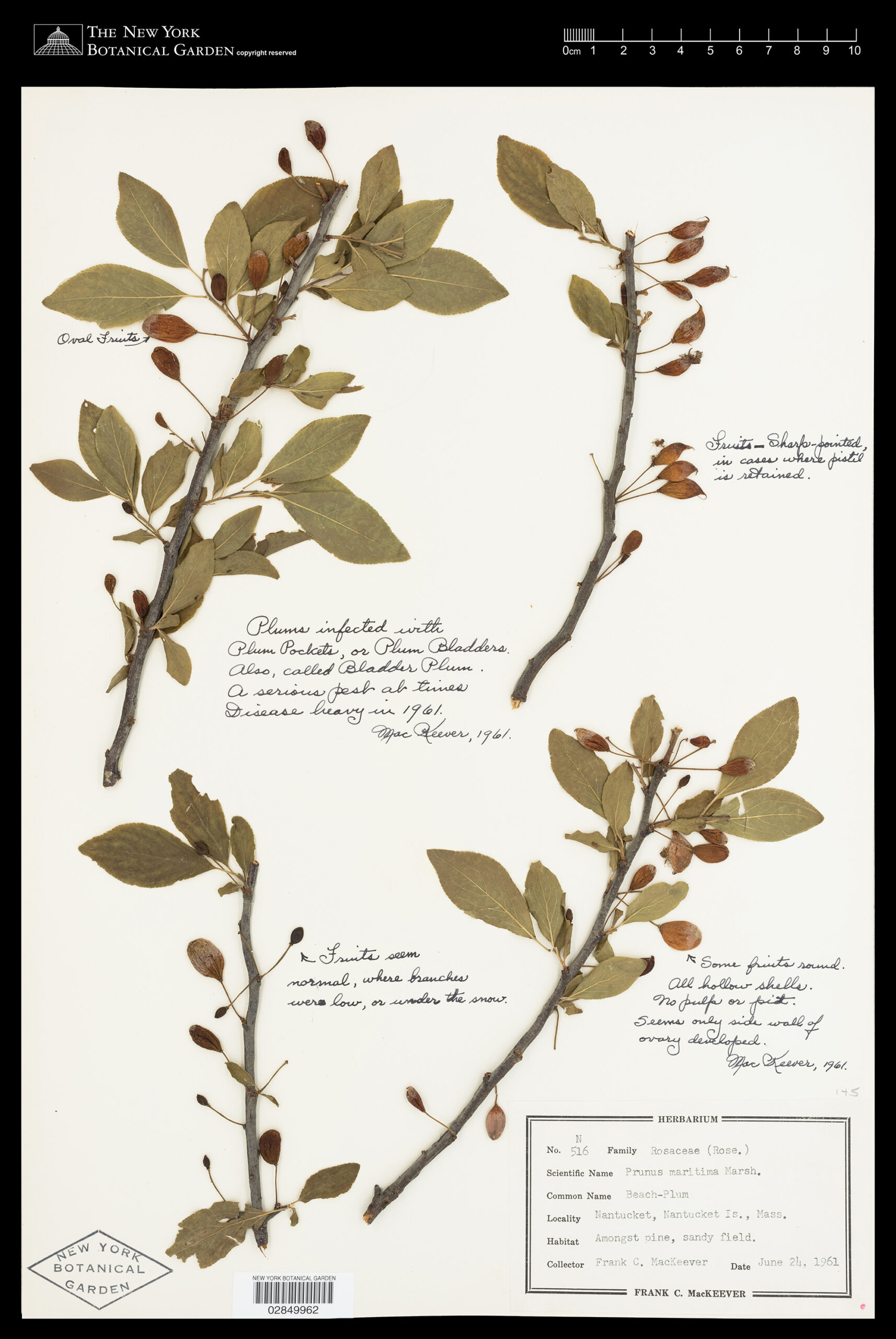 An image of dried specimen of beach plum branches with leaves, with cursive writing next to the specimen.