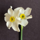two white daffodil flowers with small yellow cups sit atop a single stem with a black backdrop