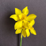 two bright yellow daffodil flowers sit atop a single stem with a black backdrop