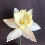 an all white trumpet daffodil with a large cup and flat petals.
