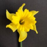 an all yellow trumpet daffodil with a large cup and twisting petals