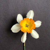 a large-cupped daffodil with white petals and a flat, orange cup. petals point backwards and curve forwards