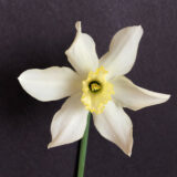 a small-cupped daffodil with white petals and a white cup with a citron yellow rim