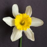a large-cupped daffodil with white petals and a broad, yellow-cup that flares out like a trumpet