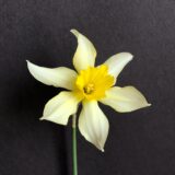 a large cupped daffodil with twisting, narrow, white petals with yellow staining at the center, and a golden-yellow cup.