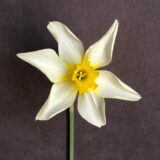 a small cupped daffodil with narrow, white petals with yellow staining at the center, and a small golden-yellow cup.