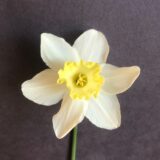 a frilled-cupped daffodil with white petals and a yellow-colored cup that fades to cream with age