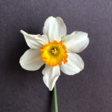a large cupped daffodil with white petals and a yellow cup with an orange rim