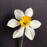 a large cupped daffodil with white petals and a yellow cup with an orange rim