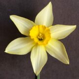 a small-cupped, star-shaped daffodil with yellow petals and a golden yellow cup