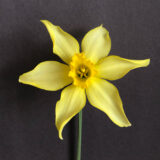 a small-cupped, star-shaped daffodil with yellow petals and a golden yellow cup