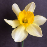 a large cupped daffodil with pale yellow petals and a yellowish orange cup