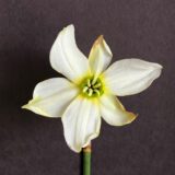 closeup photo of a very small cupped daffodil with white petals stained with green, and a short green cup with large anthers that stick out.