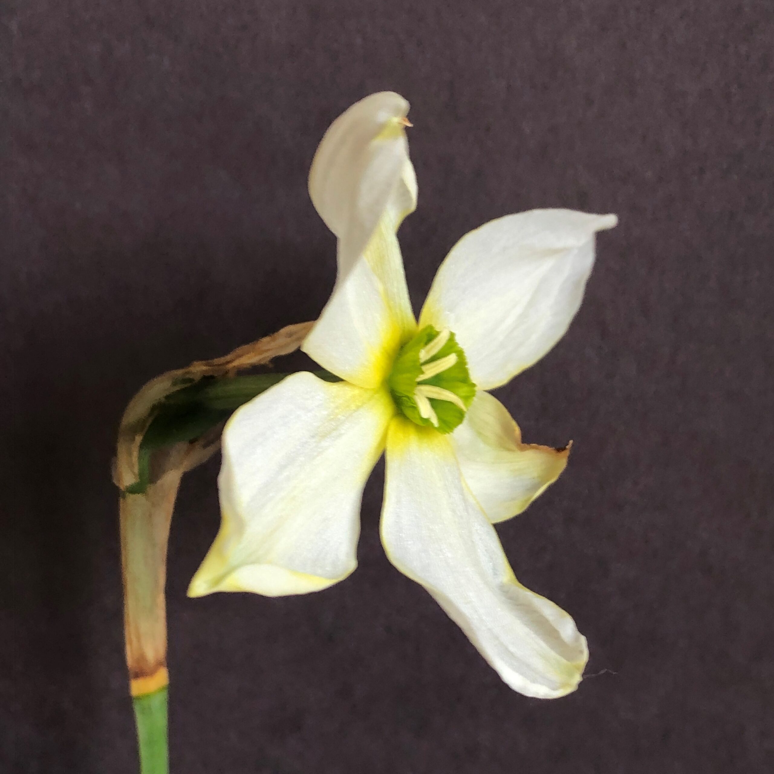 three quarter view of narcissus accent