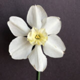 a small flat-cupped daffodil with white petals and a cream-colored cup