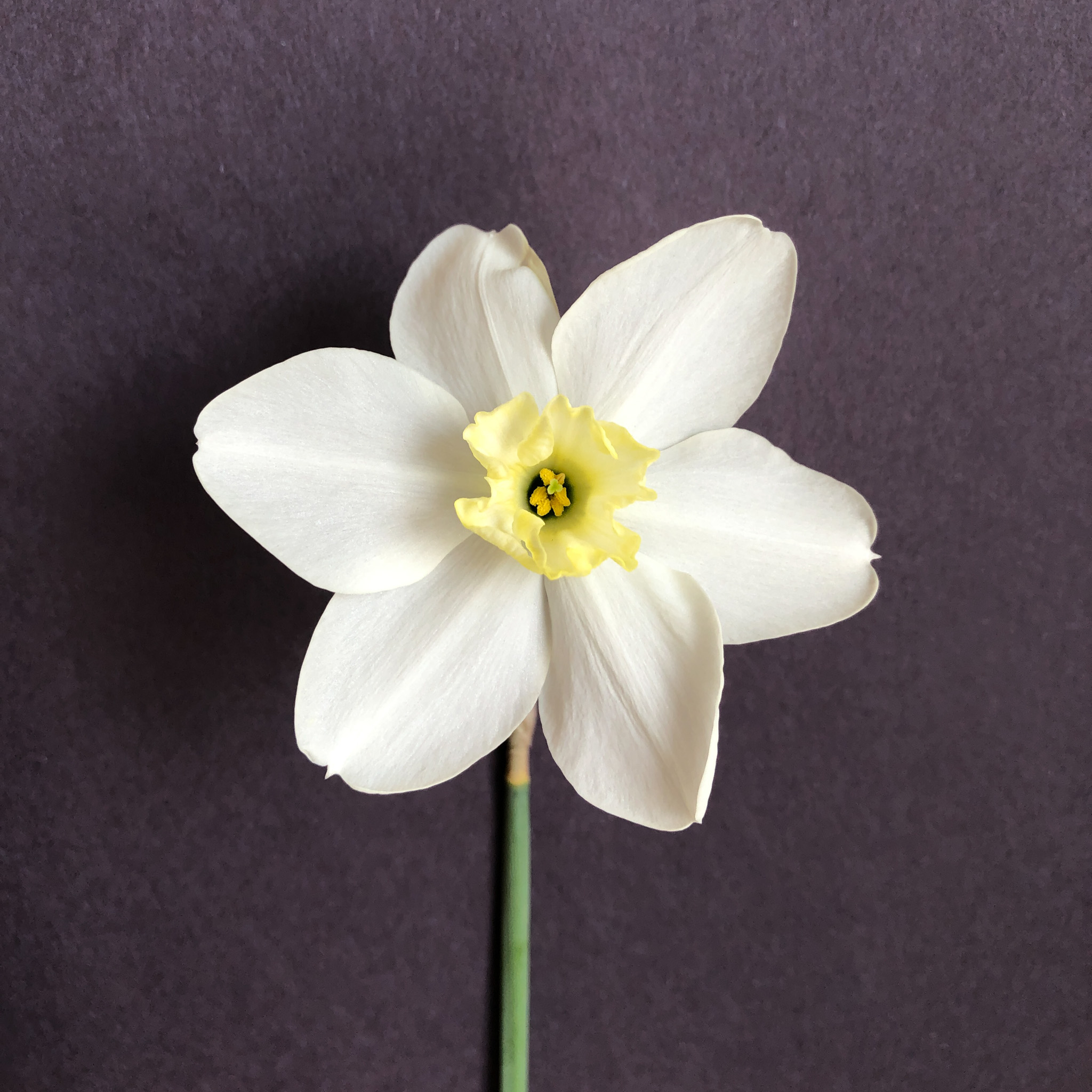 color maturation of narcissus Queen of the North