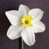a small cupped daffodil with white petals and a ruffled yellow cup that fades to white
