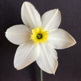 a small cupped daffodil with white petals and a crinkled yellow cup that fades to white