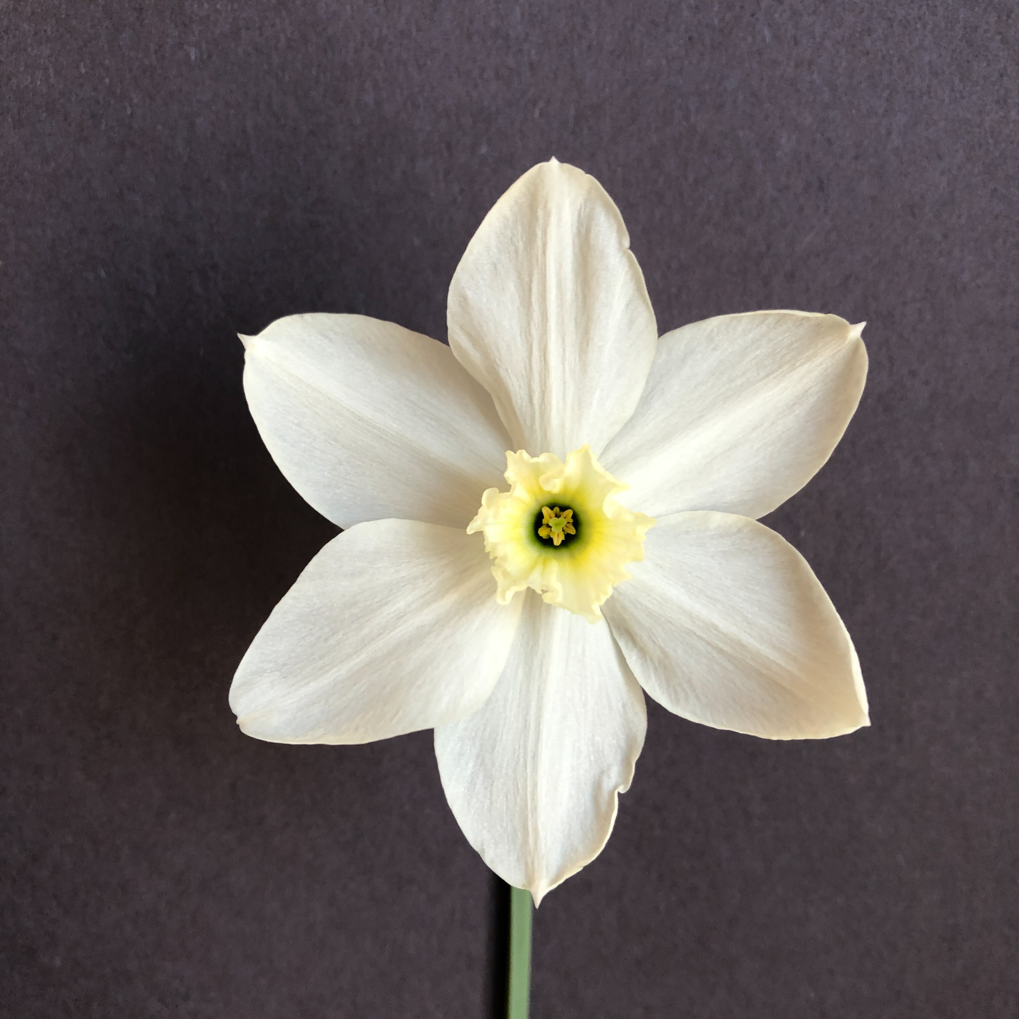 color maturation of narcissus White Lady