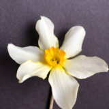 a small cupped daffodil with narrow, white petals and a small yellow cup with an orange rim.