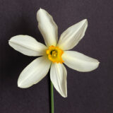 a small cupped daffodil with narrow, white petals and a small yellow cup with an orange rim.