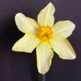 a small cupped daffodil with pale primrose yellow petals and a small yellow cup with a red rim. petals are wavy