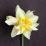 a double daffodil with primrose white petals with yellow petals interspersed.