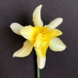 a double daffodil with primrose white petals with yellow petals interspersed.