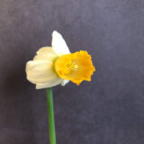 a daffodil with a yellowish orange trumpet and white petals that point backwards. against a black backdrop