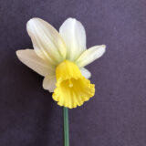 a daffodil with a pale yellow trumpet and white petals that point backwards. against a black backdrop