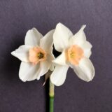 two daffodils on one stem with creamy white perianths and peachy pink cups