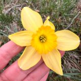 a small-cupped, star-shaped daffodil with yellow petals and a golden yellow cup