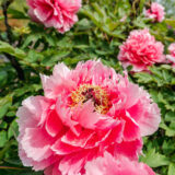 Pink flower on focus and other multiple pink flowers out of focus