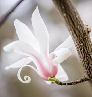 A pink and white flower blooms from a leafless brown branch