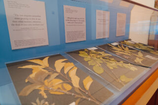 Dried specimen under glass with descriptive signs.