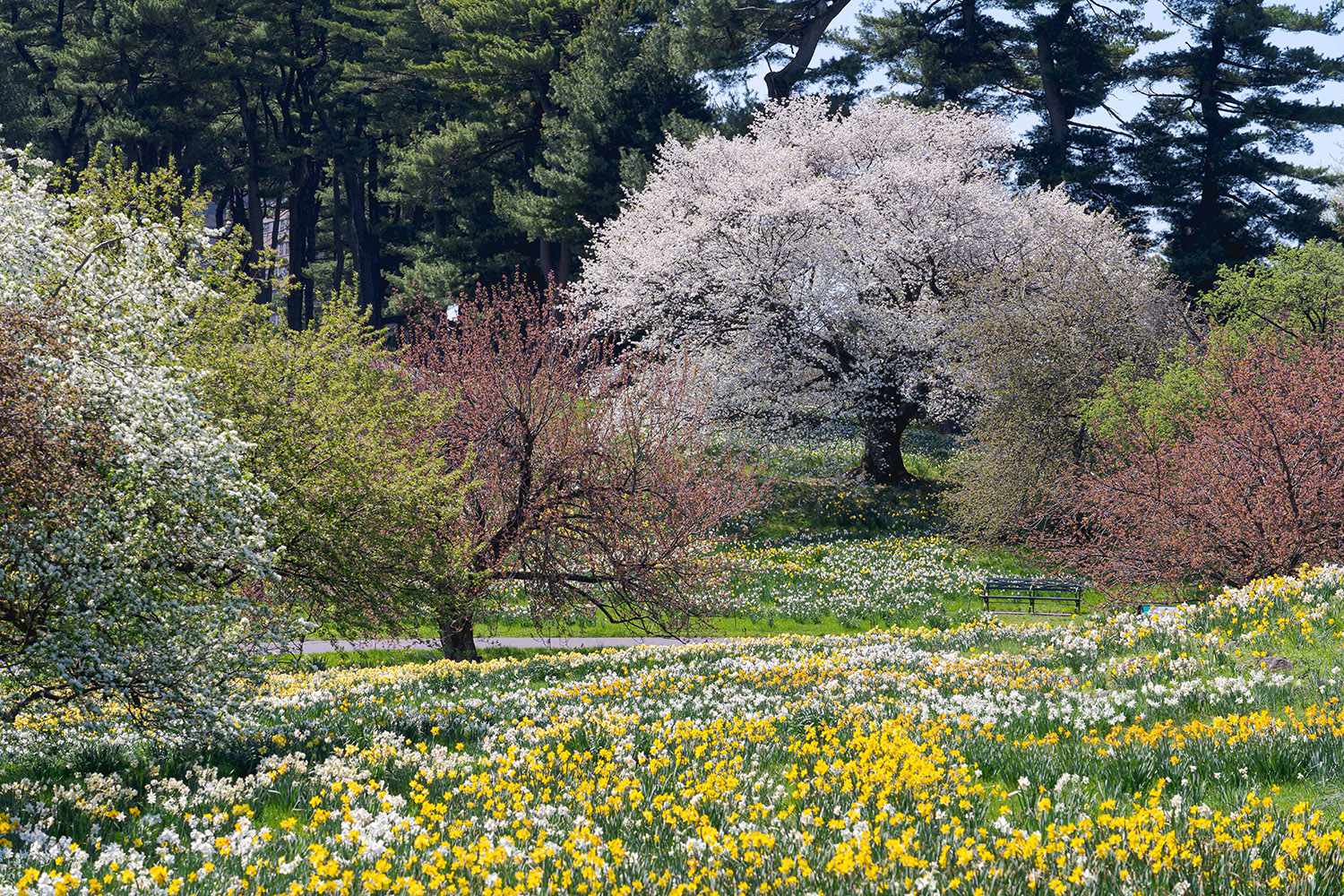 An abundance of white and yellow flowers blooms on a lawn punctuated with crabapple trees and blooming cherry blossom trees.
