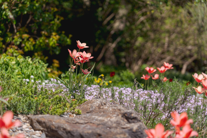 Pink flowers bloom above green foliage and gray rock