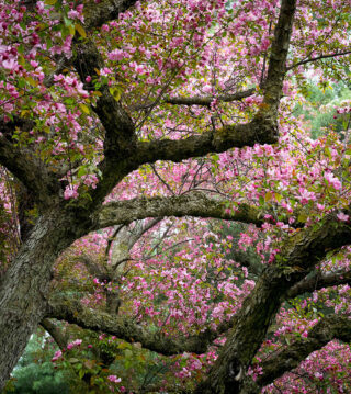 Small pink flowers bloom in the hundreds on the mossy branches of a tree.