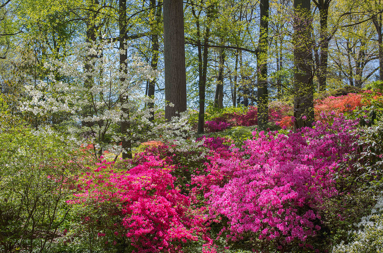 A forest begins to leaf out in pale green growth as purple and pink azaleas bloom beneath the trees