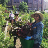 Three people in gardening outfits harvest leafy greens on a sunny day in an urban garden