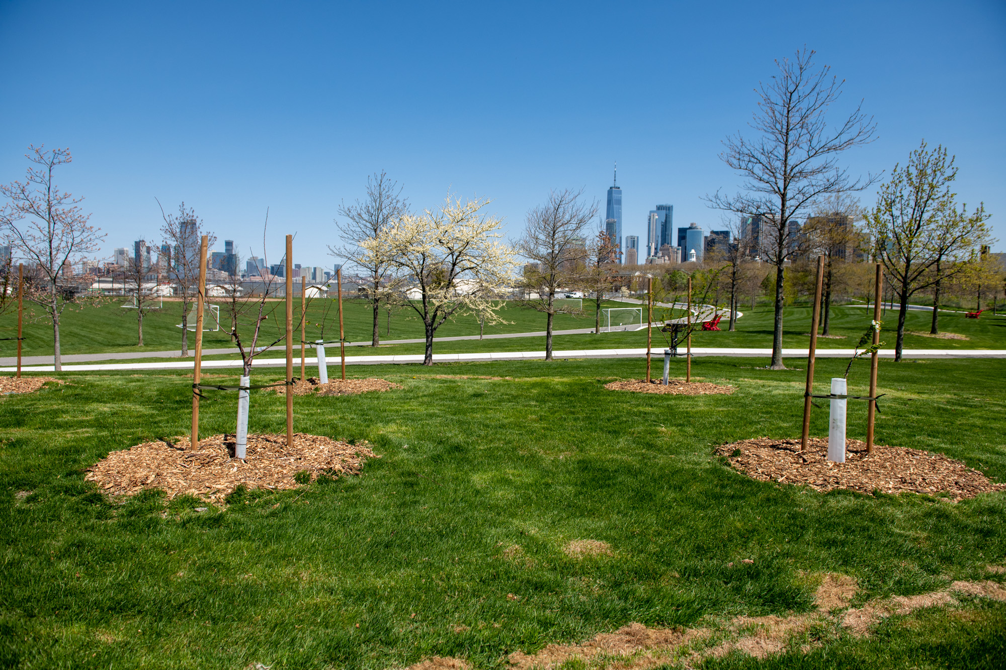 Newly planted trees held up by wooden poles in a lawn of green grass with the New York City skyline behind it.