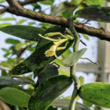 A yellow flower grows among green foliage