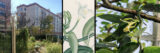 A collage of an outdoor urban garden, a white and green illustration of a flower, and a yellow flower growing among green foliage