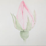 Rosebuds in Watercolor