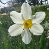 closeup photo of a small cupped daffodil with white petals and a small yellow cup with an apricot rim.