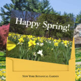 A gift card emerging from a yellow envelope that says "Happy Spring!" with an image of yellow flowers on the front